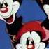 Animaniacs Season 3 Intro Latin American Spanish VOCALS ONLY