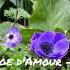 Mariage D Amour Paul De Senneville Original Piano Interpretation By Suliko Chuiko