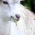 Nom Nom Sound Goat Funny Video Viral Trending Shortsfeed