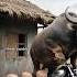 Vaas Ne Mera Bike Chor Ki Baga Comedy Funny Buffalo Trending Shorts