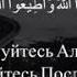 Раъид Мухаммад Курди красивое чтение корана сураи ат тагабун