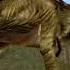 Carnivores Dinosaur Hunter T Rex Effects Sounds