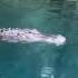 Alligator Swims Toward Woman Tries To Bite Paddleboard At Central Florida Park