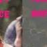MTF Subliminal Combo Yeji Face Carbon Copy Dahyun Body Carbon Copy Instant Results
