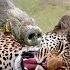 Most Amazing Moments Of Wild Animal 2022 Wild Discovery Animals Part2