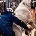Pitbull Vs Alabai Dog Americanbully Dogbreed Pitlove Dragonspitkennel Pitbullegatos Pitbull