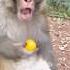 Funny Monkey Funny Monkey Funnyanimls Monkeyvideo Funnyanimlas