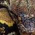 A Close Encounter With Africa S Largest Snakes Our World