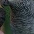 World S Most Expensive Talking Parrot Worth 2 Million USD Guinness World Record