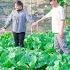 Sustainable Development GREAT Organic Vegetable Garden Building A Kitchen Roof Like An Engineer