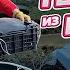 ЗАГЛЯНУЛА В КЕССОН НОВЫЕ АЛЛИУМЫ МОЙ ЧЕРЕНКОВАТЕЛЬ