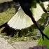 Australian Boy S Magpie Attack Caught On Camera 7NEWS