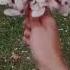 Ahr Song Nature Cmh
