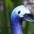 World S Weirdest Bird Sounds Part One