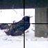 EUROPEAN STARLING Pest Control In The Snow 22LR Scope Cam