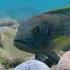 Callipterus Cichlid Neighbor Is A Thief