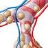 Bronchioles And Alveoli Structure And Functions Preview Human Anatomy Kenhub