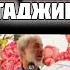 Имам Аъзам Абу Ханифа был таджиком Shortsvideo Shortvideo таджики абуханифа ханафи Shorts