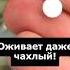 Лучшая таблетка для комнатных растений и цветов Оживает даже сухой и цветет огород цветы сад