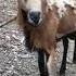 Goat Headbutts Girl Trying To Take Selfie With It 1061714