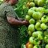 Harvesting Organic Green Tomato And Making Pickling For Winter Preserves