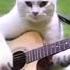 LA TOCADITA Selia Gato Cat Guitar Guitarra