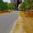 Elephant Attack On The Road In Real Life Elephant Attack Elephants Elephant Chase Shorts