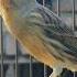 Canary Singing Training Bird Sound Birds Canary Animals Funnyanimals