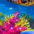 3 HOURS Stunning Of 4K Underwater Wonders Relaxing Music Coral Reefs Colorful Sea Life