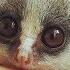 Senegal Galago Senegal Bushbaby Cute Tiny Monkey