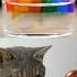 How To Make A Rainbow At Home Cats Lifehacks Challenge Funny