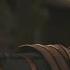 Mortal Kombat X Kenshi S Fatality And X Ray