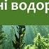 Біологія 7 клас Балан 13 Які бувають водорості Зелені водорості