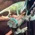 This Veiled Chameleon Was Surrendered Last Week Just A Bit Underweight But Not For Long Shorts
