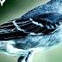 Mockingbird