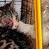 Я в ужасе Котята уже никогда не смогут видеть Вирус съел их глаза Спасение слепых котят с подвала