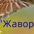 В А Жуковский Стихотворение ЖАВОРОНОК