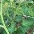 От осинки не родятся апельсинки Garden хобби дача сад помидоры