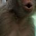 Bandar Ki Aawaz Monkey Voice Bandar Monkey Funnymonkey