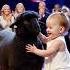 Adorable Baby Girl Plays With A Black Sheep On America S Got Talent Stage AGT2024 SHORTS