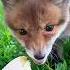 This Woman Found A Helpless Baby Fox In Her Garden And Then Fox Wildanimals Cuteanimals