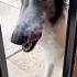 Once You Let A Sighthound In There S No Going Back Snoot Sighthound Borzoi Silkenwindhound Lore