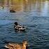 Duck Sounds With Quacking And Splashing On The River