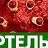 Самые ОПАСНЫЕ ВИРУСЫ у человека Желтая лихорадка грипп малярия ВИЧ и ротовирусная инфекция