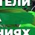 Как бороться с Вредителями на Комнатных Растениях и Какие Средства использую Я