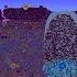 This Terraria Calamity World Is Entirely Infected With Astral Blight What Would Happen