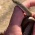 Tum Tum Snake Shorts Snake Asmr Shortvideo Viral Lol