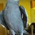 Little Parrot Singing And Dancing Parrot Bird Pet Cockatiel Cute