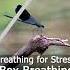 Breathe In Breathe Out Mastering Box Breathing 4 4 4 4 For Stress Relief