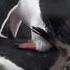 Gentoo Penguins Mating Nature At Its Best